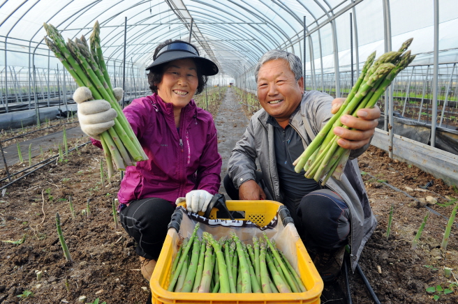 Asparagus harvest in the province accounts for 70 percent of the country’s total. (image: Yanggu County Office)