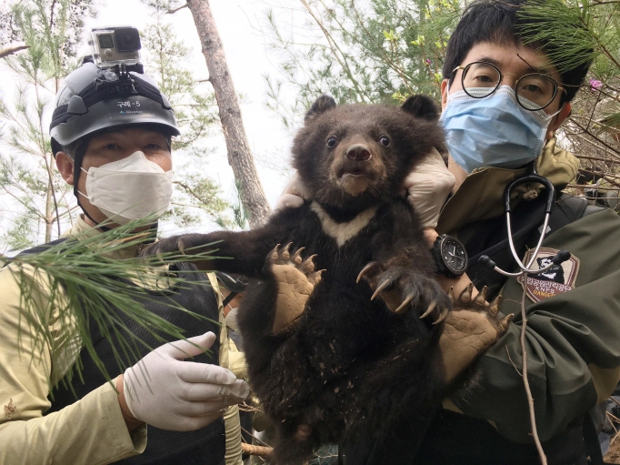 A 14-year-old Asiatic black bear (KF-27) was found to have given birth to two female cubs during a study at Mount Jiri conducted last month. (image: Korea National Park Service)
