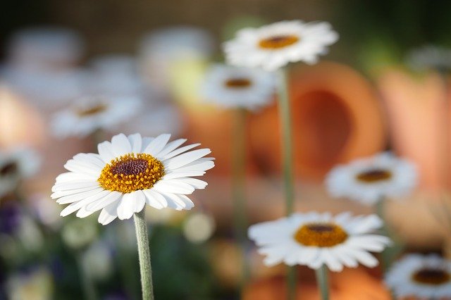 Edible Flowers Offer an Immune System Boost