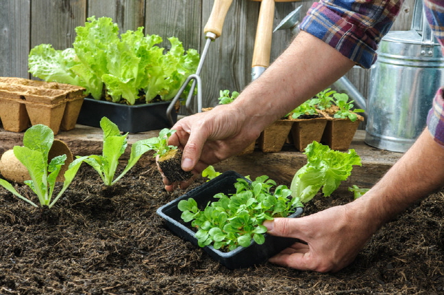 South Korea Unveils Ambitious Plan to Cultivate Thriving Plant-Based Food Industry