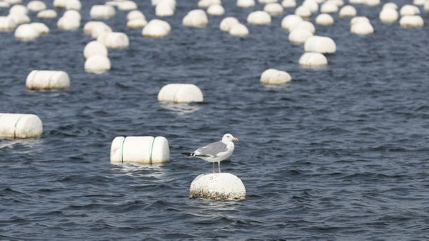 S. Korea to Ban Styrofoam Buoys by 2025