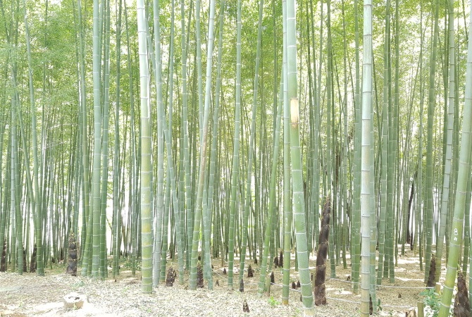 Bamboo plants not only absorb greenhouse gases, but also release large amounts of phytoncide, benefitting the human body.   (image: National Institute of Forest Science)