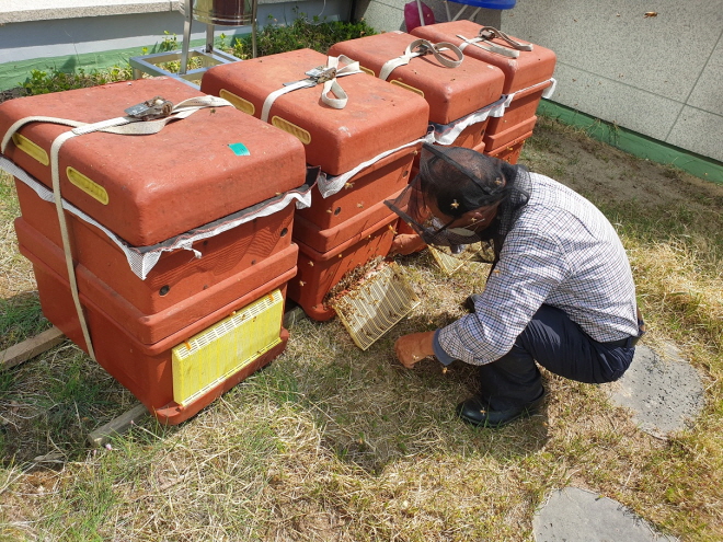 Daejeon Launches Rooftop Bee Farm Initiative