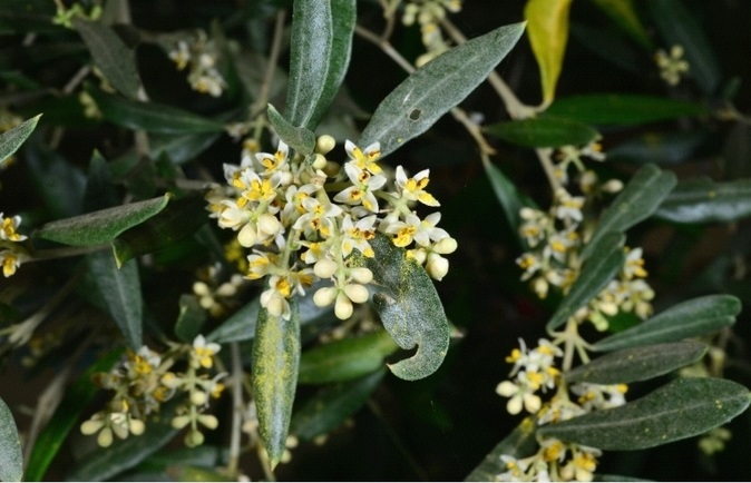 300-year-old Spanish Olive Tree Finally Blooms in S. Korea