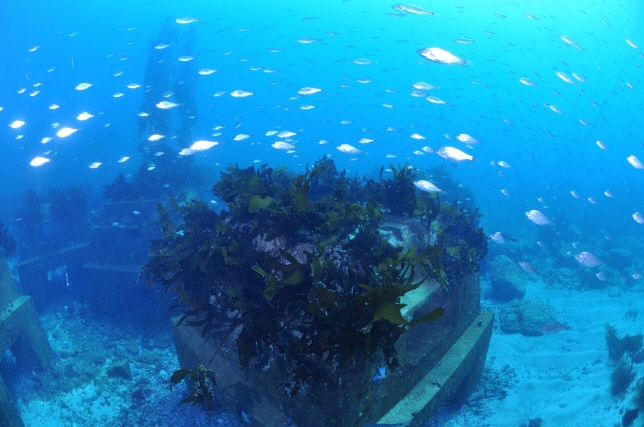 POSCO Transforms Steel Slag into Marine Reefs