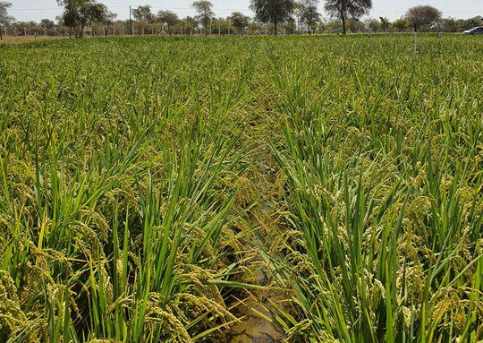 Researchers Succeed in Growing Rice in the Desert