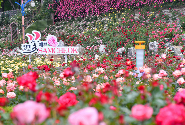 Samcheok’s Oship Stream Rose Park Begins to Bloom
