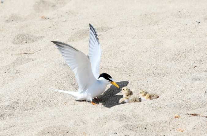 Little terns are summer birds that live on the coast or riversides throughout South Korea. They lay eggs between late April and July. (Yonhap)