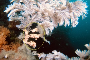 Jeju Island’s Black Coral Threatened by Sea Anemones