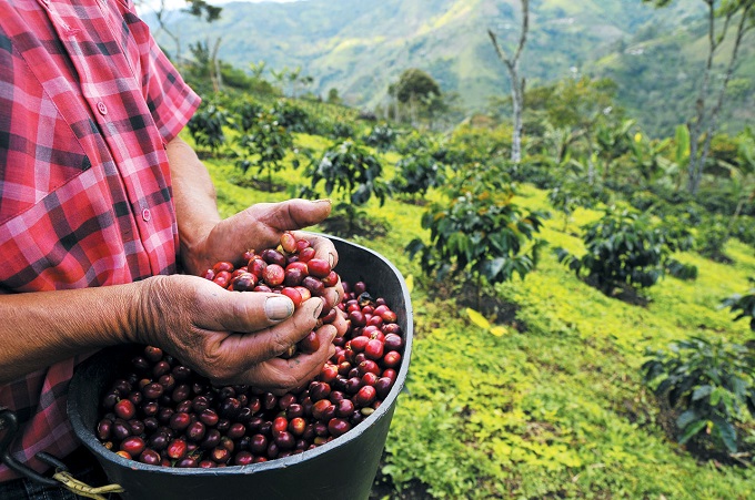S. Korea to Establish Sustainable Coffee Farm in Ethiopia