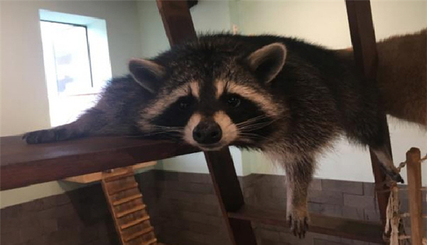 where is it legal to own a raccoon