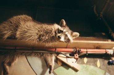 Environment Ministry Designates Raccoons as ‘Hazardous Animals’