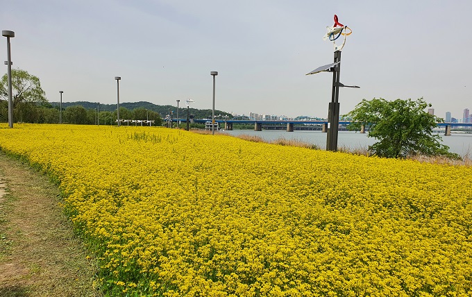 Seoul City to Donate Agricultural Crops Cultivated at Han River Parks