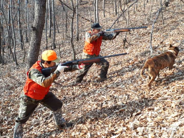 N. Chungcheong Province Culls 16,000 Wild Boars to Prevent Crop Damage