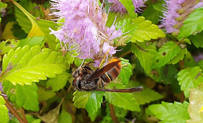 119 Dispatches for Bee Sting Accidents Up 17 pct Last Year