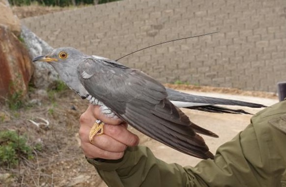 New Data Shows S. Korean Cuckoos Fly 20,000 Kilometers to Spend Winter in Africa