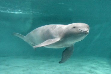 South Korea to Step Up Protection of Finless Porpoises