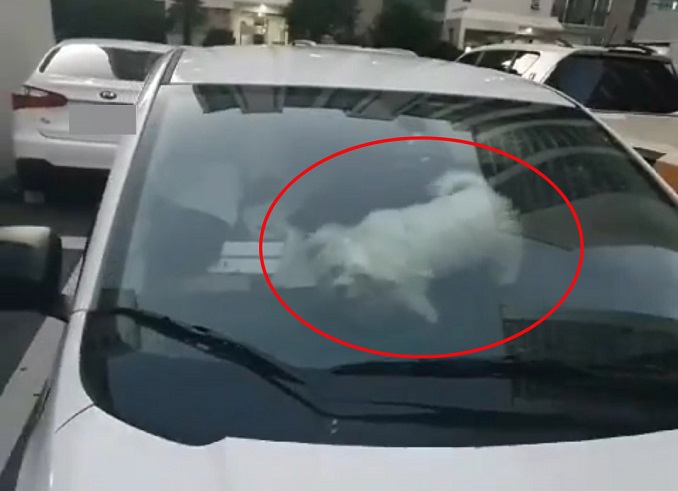 Dog Saved After Spending 1 Year Locked Up in Car