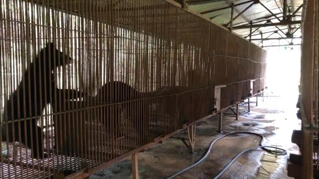 U.S. Sanctuary to Welcome 22 Bears Rescued from S. Korean Bear Farms