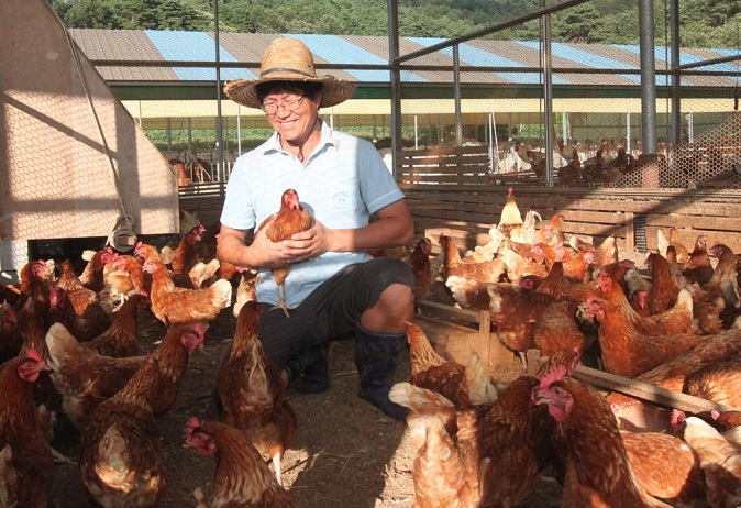 Under the motto of “Happy Chicken,” this kind of animal friendly livestock farms are drawing renewed attention. This farm, located at Byuckoh-ri in Seocheon County, South Chungcheong Province, created a space three times larger than the criteria stipulated in the Animal Welfare Livestock Farm Certification. (Image courtesy of Yonhap)
