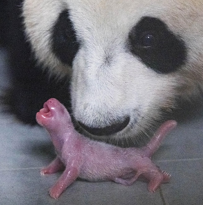 This photo provided by Everland on July 22, 2020, shows a giant panda baby and her mother, Ai Bao. The panda cub is the first panda born in South Korea via natural mating.