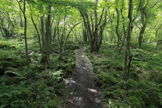 This photo taken June 5, 2020, shows Gotjawal Forest, a naturally formed forest located on the middle slopes of Mount Halla, Jeju Island. (Yonhap)