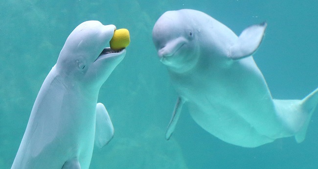 Belugas are easily tamed and keep calm even when facing difficult situations. (Yonhap)