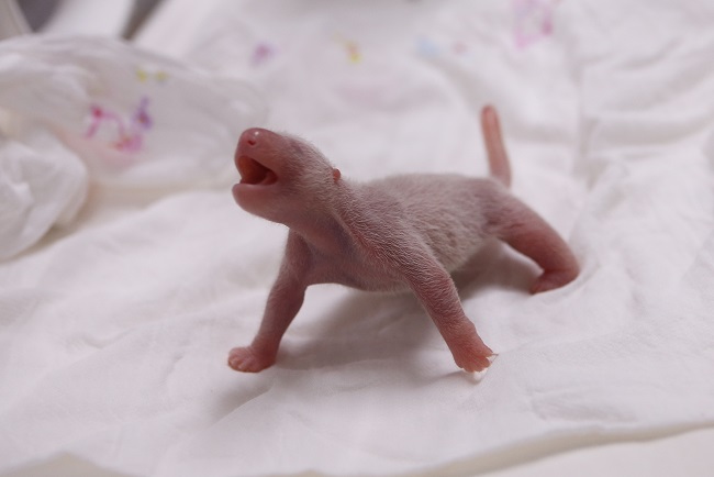 This photo provided by Everland on July 22, 2020, shows a giant panda bear baby born in South Korea for the first time via natural mating. The cub was born to the panda bear couple of Ai Bao and Le Bao.