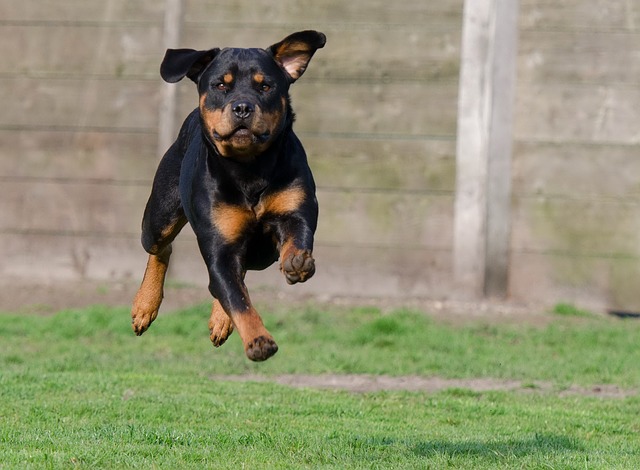 are rottweilers protective