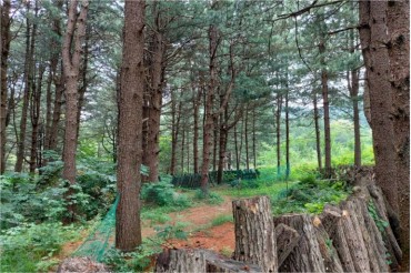 Forest Therapy Proven to Improve Mental Health of Expectant Mothers