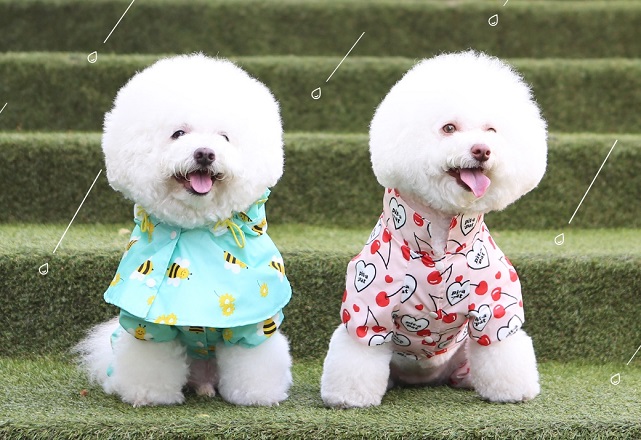 Demand for Pet Raincoats Surges as Monsoon Season Drags On