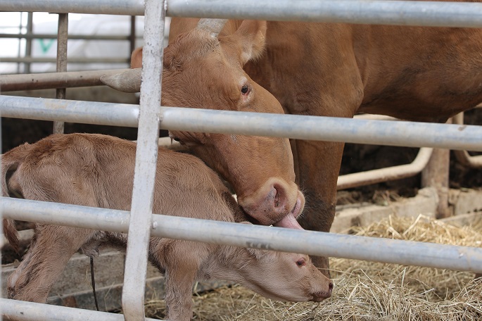 Cow Gives Birth to Twins After Dramatic Rooftop Rescue