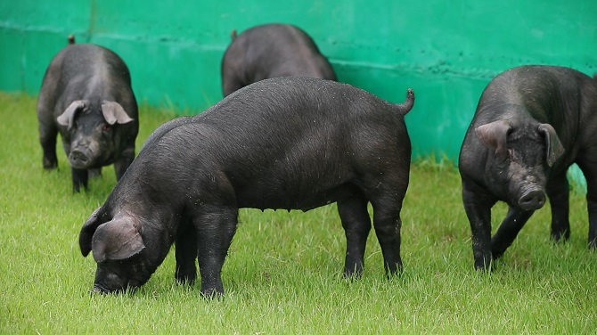 S. Korea to Promote ‘Heukdon’ Pigs amid Rising Demand for Premium Pork