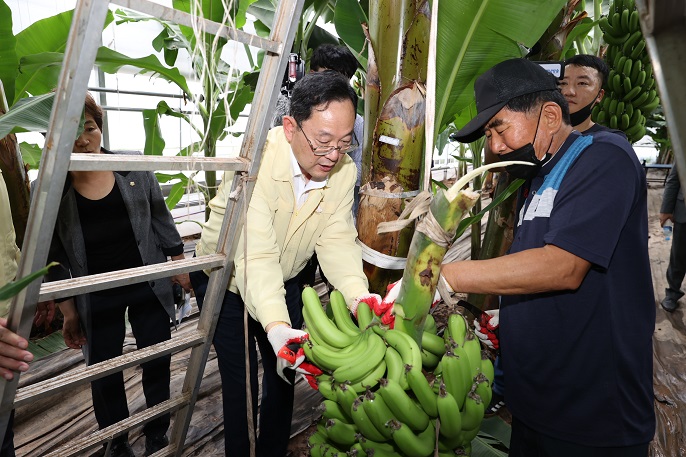 Haenam-grown Bananas to Reach First Harvest