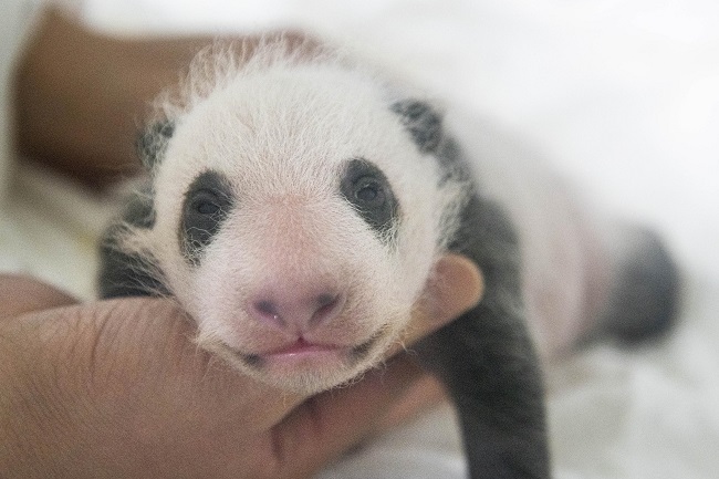 Everland’s Baby Panda Grows 5 Times Larger in 30 Days