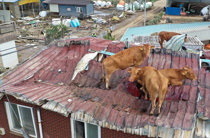 Cows stand on the roof of a cattle shed in the county of Gurye, South Jeolla Province, on Aug. 9, 2020, as the region is suffering from flooding caused by recent heavy downpours.