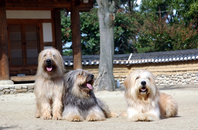 Sapsal dogs, designated as a natural monument. (image: Cultural Heritage Administration)
