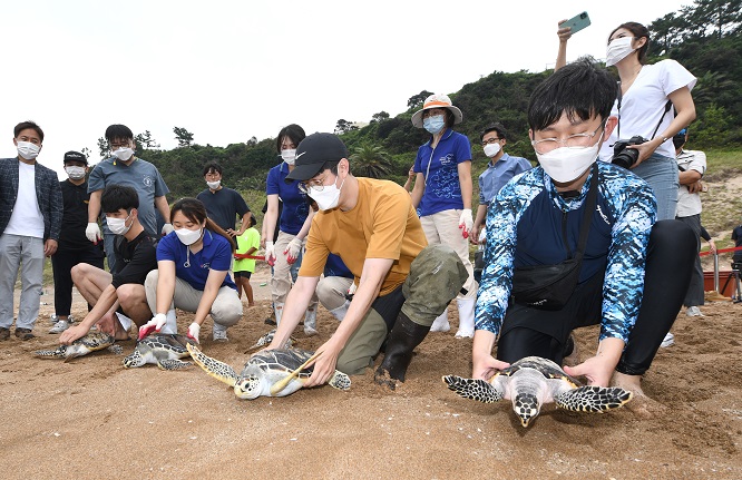 Sea Turtles Artificially Bred in S. Korea Settle in Vietnam