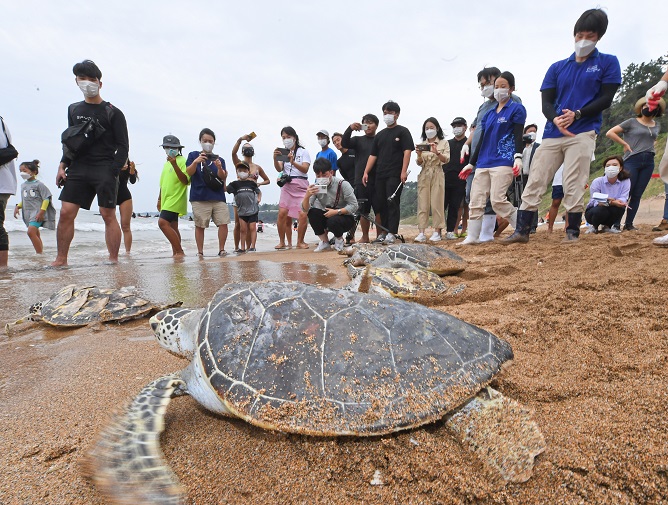 18 Endangered Sea Turtles Released into the Wild