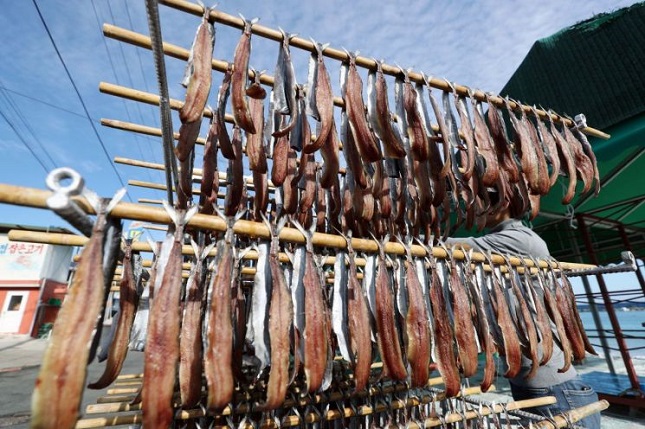 This photo, taken on Nov. 21, 2019, shows Pacific sauries hung up to dry in the southeastern coastal city of Pohang. (Yonhap)