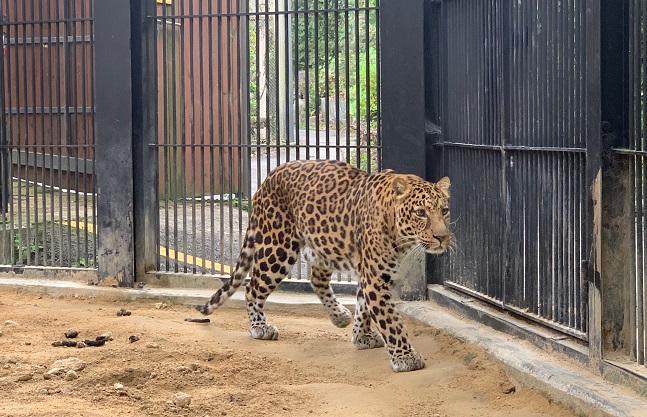 Seoul Zoo Sends 2 Leopards to Germany, Denmark