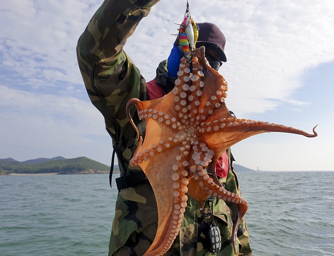 Gangwon Province Embroiled in Dispute over Octopus Fishing Ban