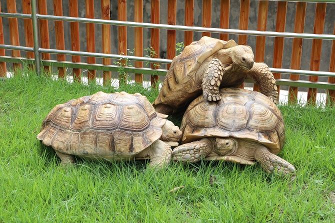 5-year-old Tortoise Saves Friend