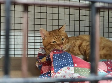 Activists Rescues Stray Cats from Redevelopment Zones