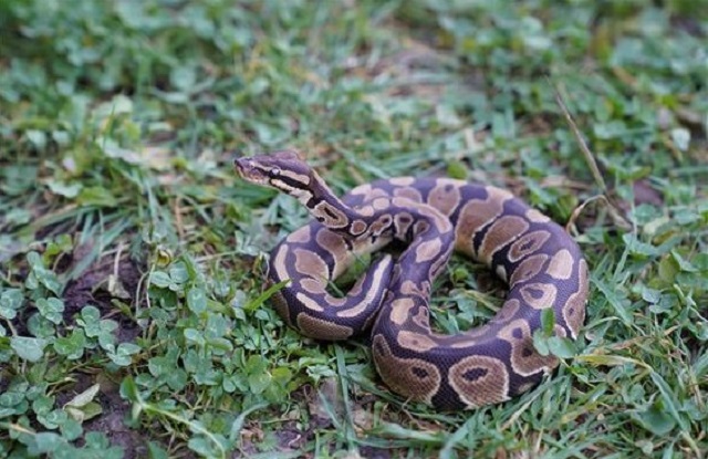 African Ball Python Rescued on Jeju Island