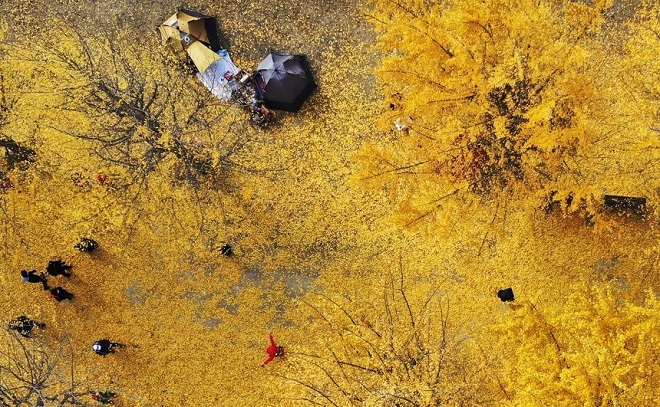 People walk through ginkgo trees with yellow leaves on Gangcheon Island in Yeoju, east of Seoul, on Nov. 3, 2020. (Yonhap)