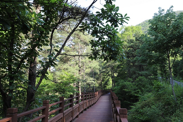 Forest Healing Programs Help to Overcome Corona Blues