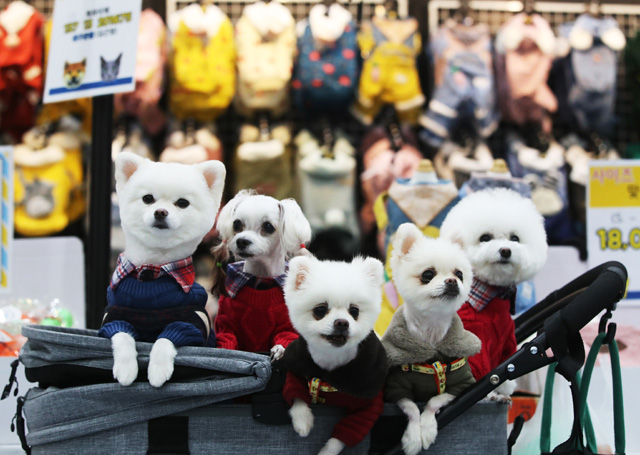 S. Korea Implements Tougher Rules on Animal Abuse, Pet Owners