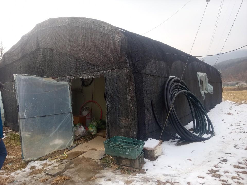 The Cambodian woman lived without appropriate heating in a vinyl greenhouse that had been converted into a rudimentary shelter, despite the freezing temperatures. (Yonhap)