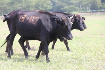 Jeju Black Cattle Have Better Nutrition and Taste than Japanese Wagyu: Study